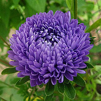 Светлана В.